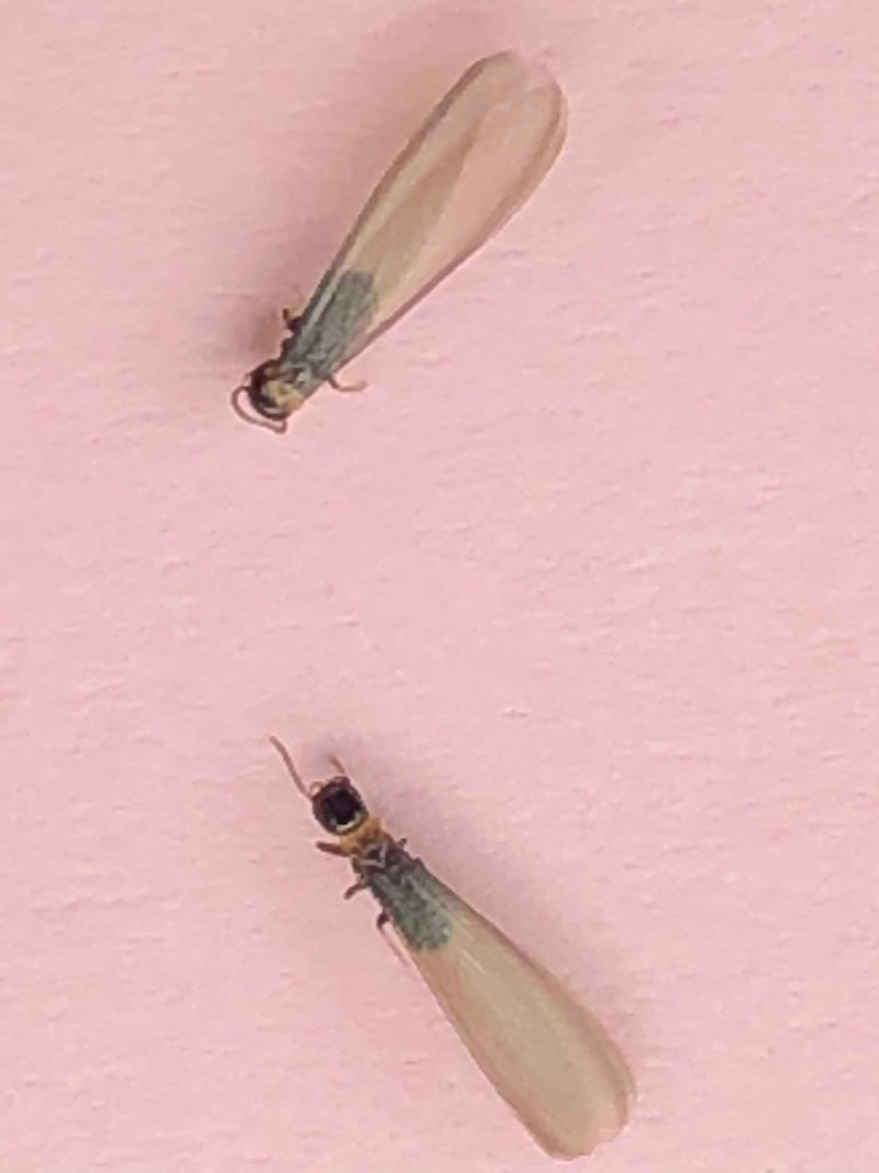 シロアリ発生注意報です 八戸市の住まい創りはリフォームササキ